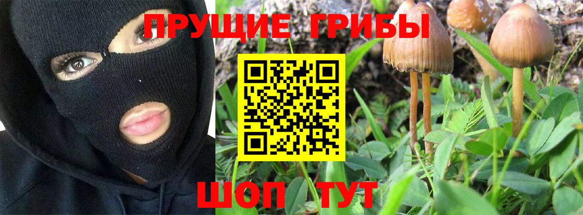 Псилоцибиновые грибы Psilocybe  Вход с VPN  Кызыл  Псилоцибиновые грибы GOLDEN TEACHER 
